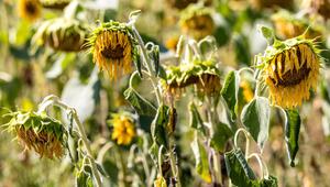 Von Hitze und Trockenheit geschädigte Sonnenblumen stehen auf einem Feld in Südbrandenburg.