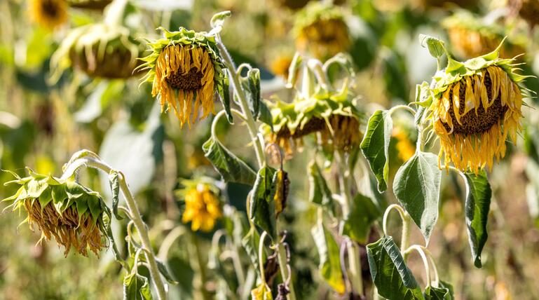 Von Hitze und Trockenheit geschädigte Sonnenblumen stehen auf einem Feld in Südbrandenburg.