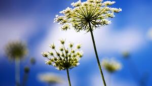 Schafgarbe (Achillea millefolium)