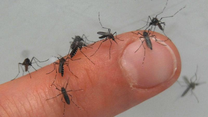 Dengue-Fieber durch Stechmücken