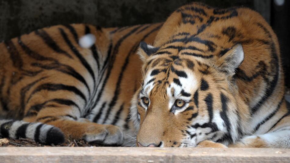 Vogelgrippe bei Tigern