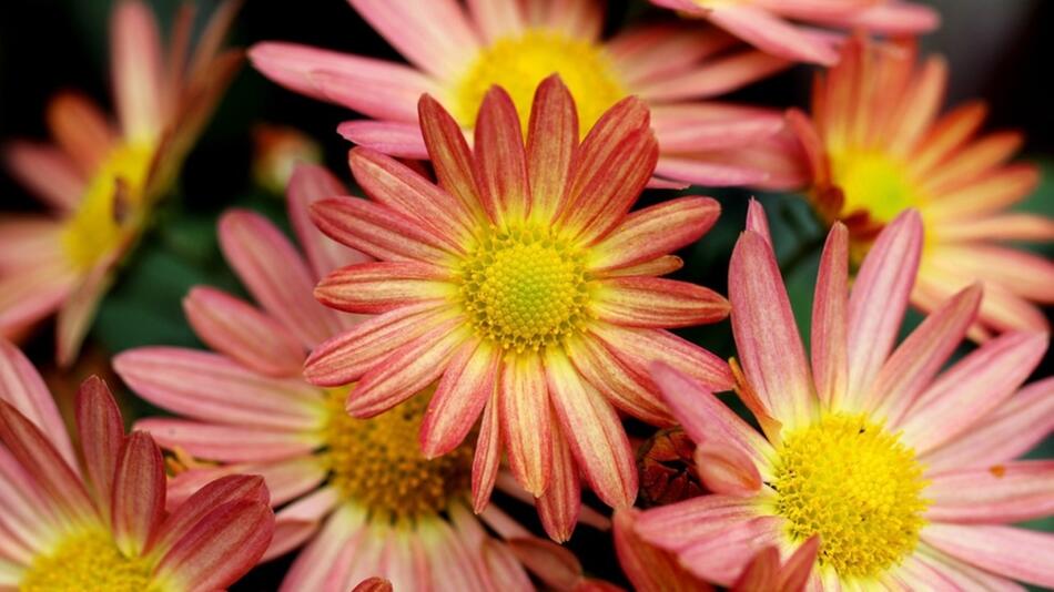 herbstblumen balkon