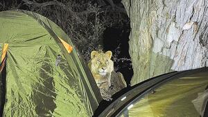 N&Atilde;&curren;chtlicher Besuch: Wilde L&Atilde;&para;wen wecken schlafende Camper in Botswana