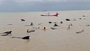 Dringende Rettungsaktion: Anwohner leiten gestrandete Grindwale zurück ins Meer