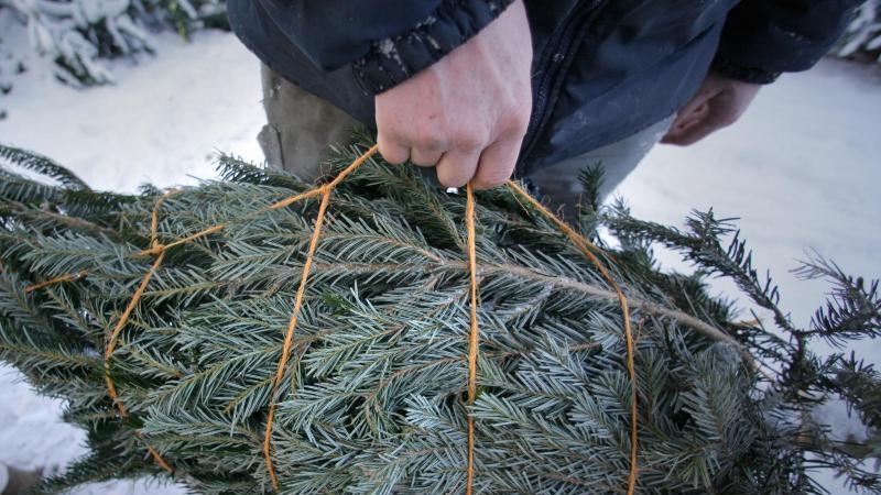 Weihnachtsbaum-Kauf