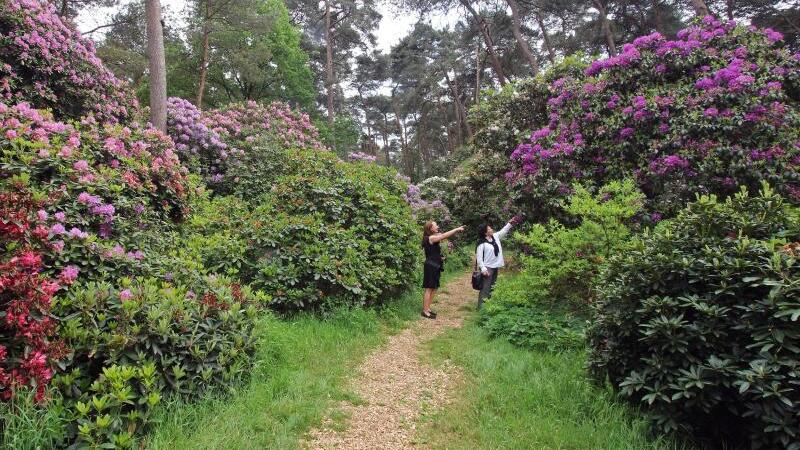 Rhododendronpark Hobbie