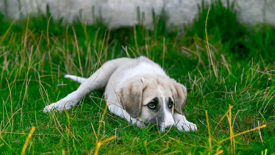 Tierheime ächzen unter den steigenden Kosten.