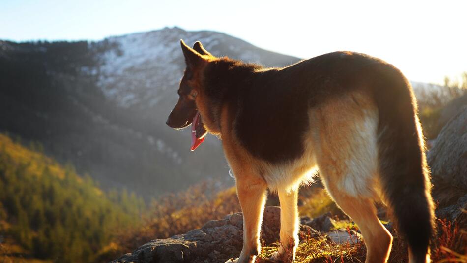 Schäferhunde sind oft nicht leicht zu vermitteln.