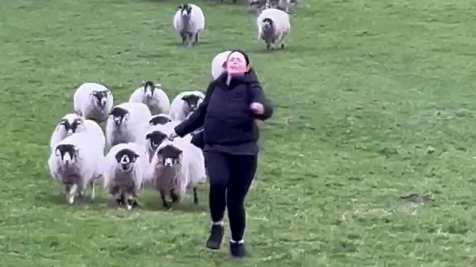 Frau läuft vor Schafherde weg