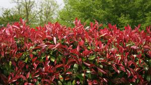 Glanzmispel und Zwergmispel