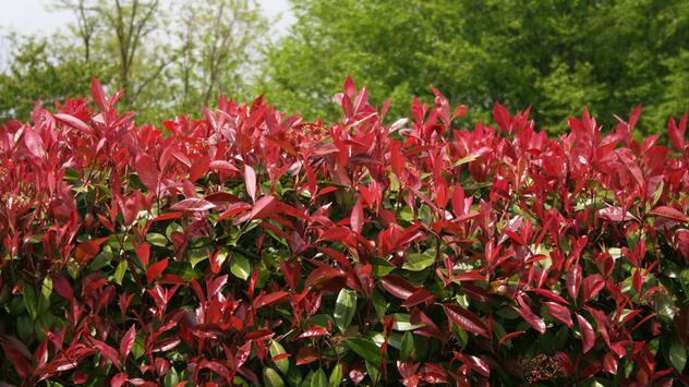 Glanzmispel und Zwergmispel