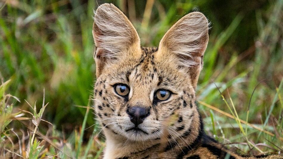 Eine Savannah-Katze, die eigentliche Ashera.