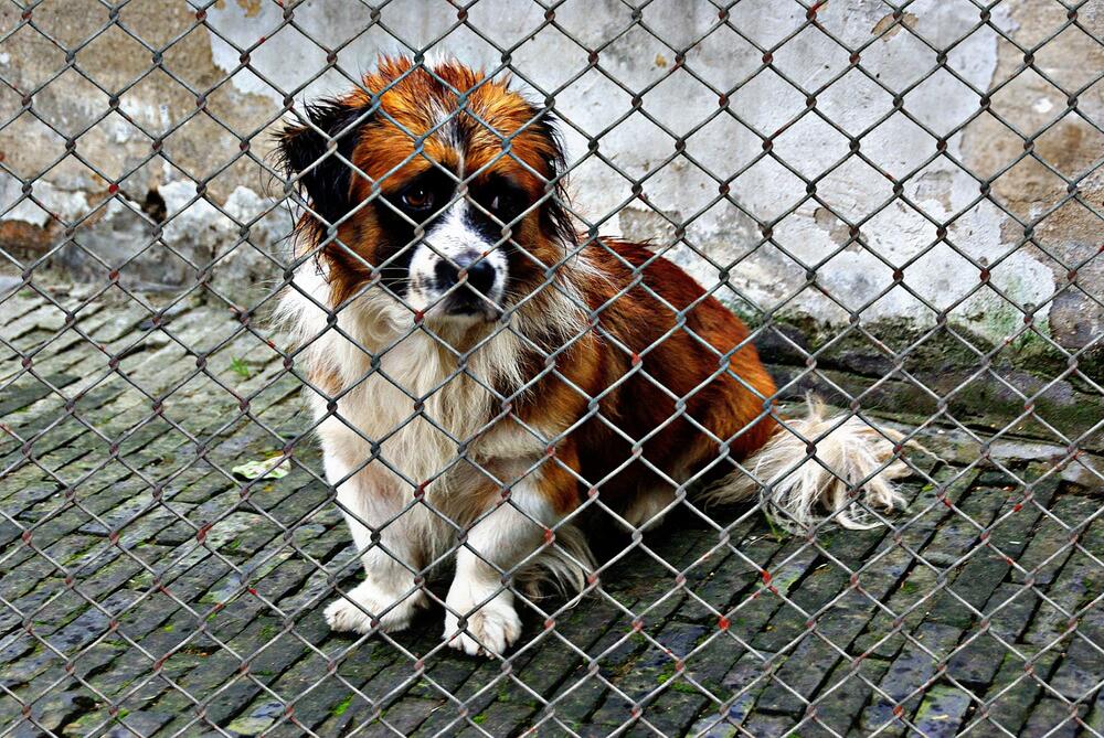 Viele „Corona-Hunde“ wurden wieder abgegeben.