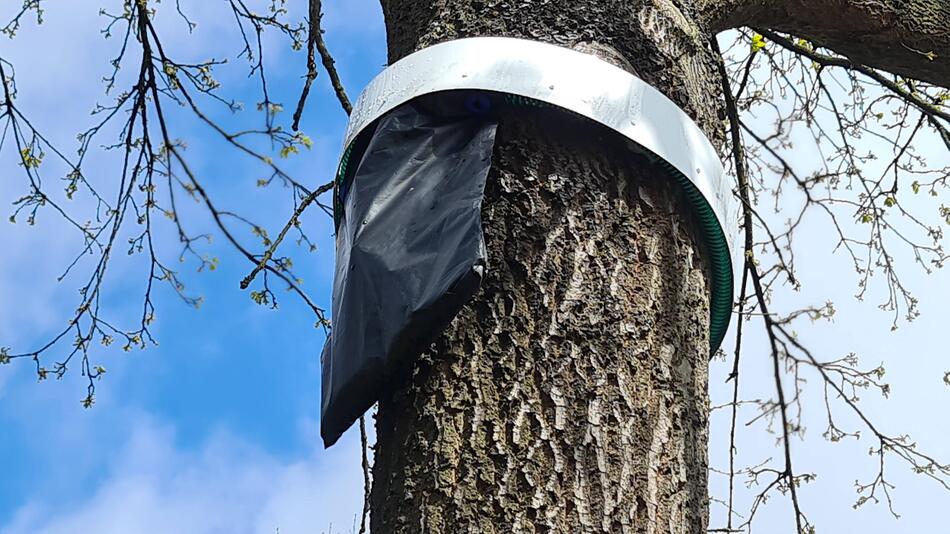 Was ein schwarzer Beutel am Baum bedeutet