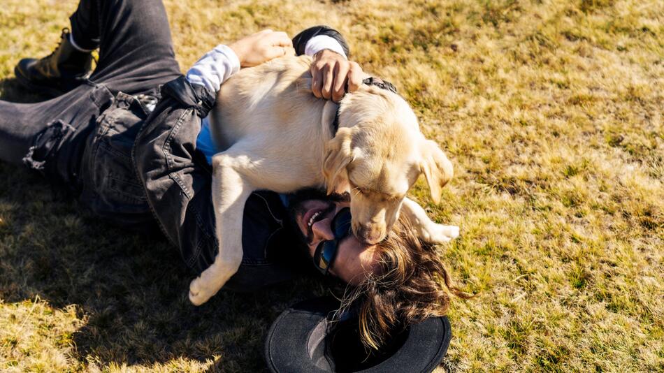 Hund, Labrador