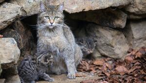 europäische Wildkatze