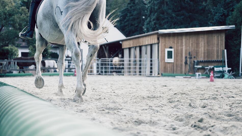 Was ist das Lymphsystem bei Pferden?