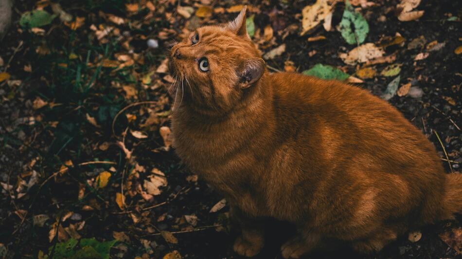 Airline verliert Katze im Flughafen.