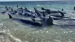 Australien: Dutzende Wale gestrandet