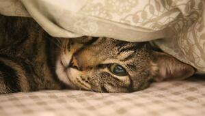 Katze im Bett