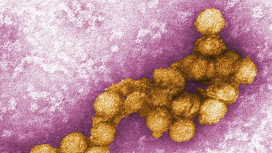 West-Nil-Virus: Mehr als 1.000 Fälle in Europa