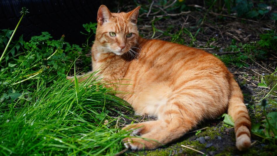 120 Katzen in der Lausitz sind verschwunden.