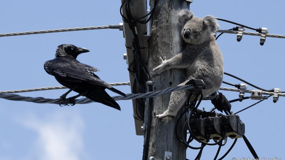 Tierbilder, die atemberaubend sind – und erschreckend