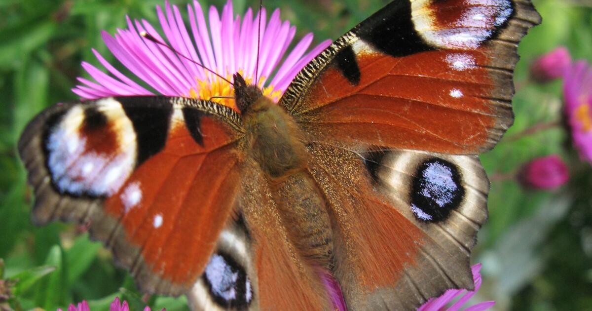 Schmetterlinge sterben aus: Naturschützer appellieren an die