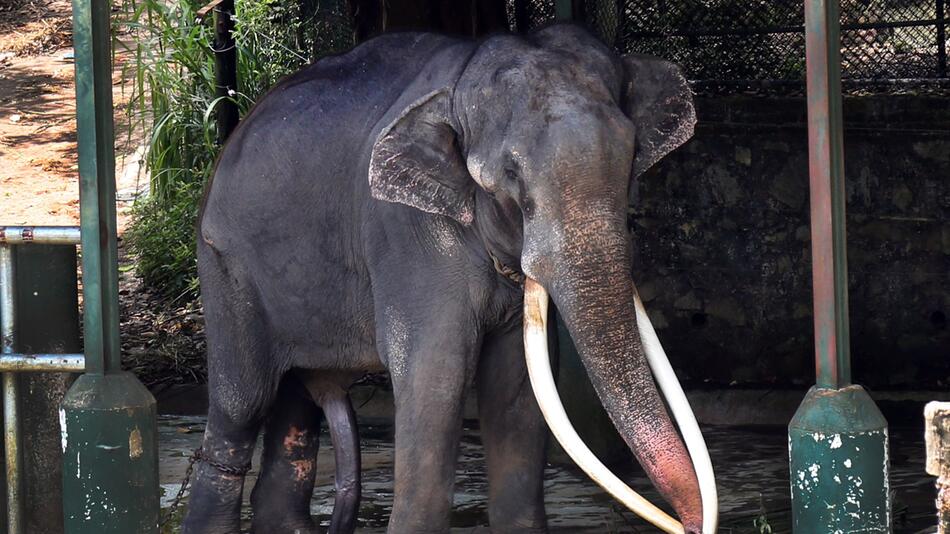 Thailand will geschenkten Elefanten zurückholen