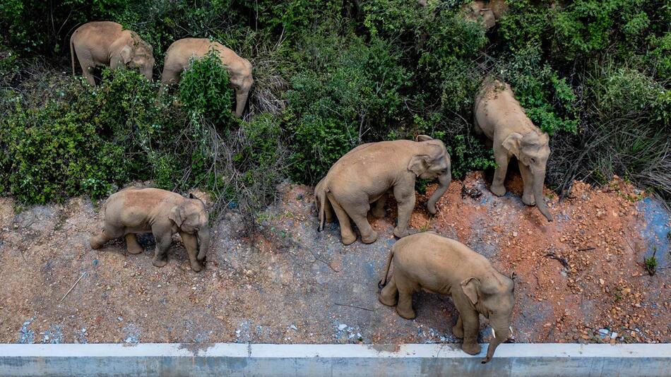 Asiatische Elefanten auf Wanderschaft in China