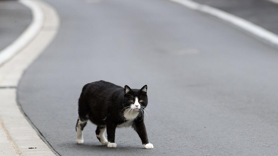 Landtag befasst sich mit Streunerkatzen