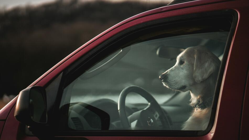 Hund konnte aus heißem Auto gerettet werden.