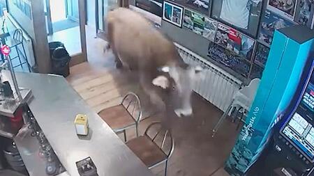 Stier läuft in spanisches Café