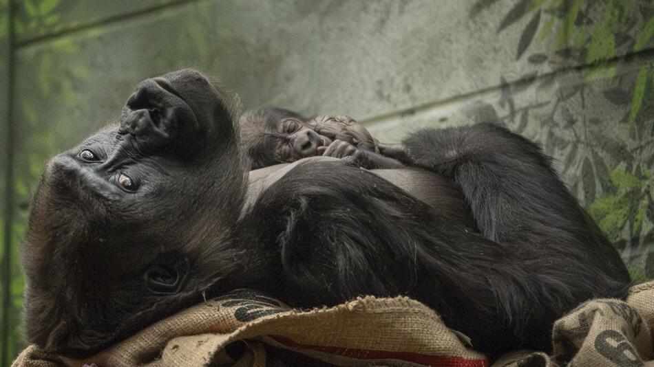 Gorilla-Nachwuchs im Londoner Zoo