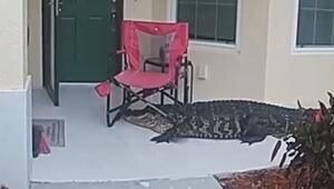 Überraschungsbesuch in Florida: Alligator ringt mit Gartenstuhl
