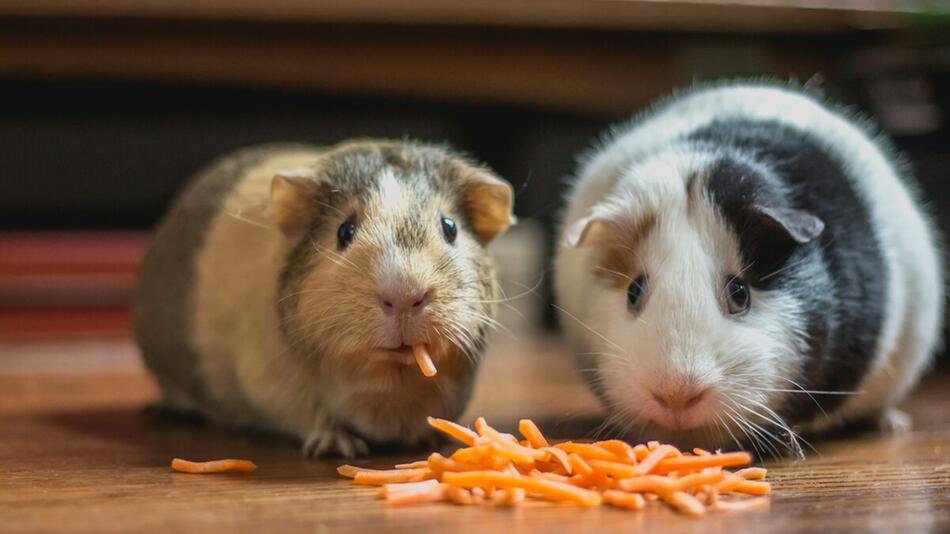 So ruhig sind Meerschweinchen nicht immer.