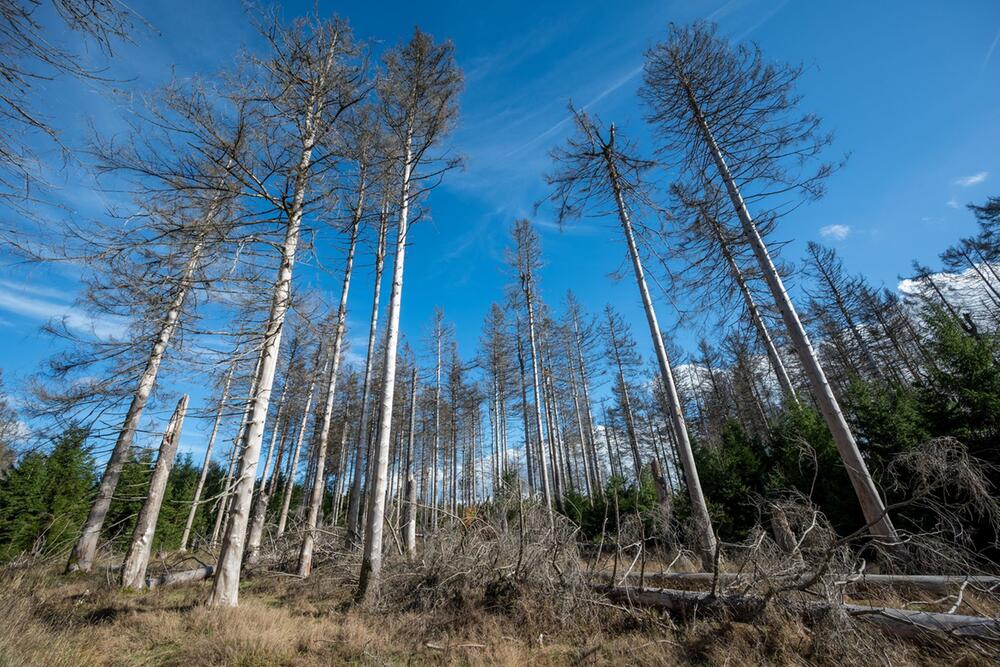 Nationalpark Hunsrück-Hochwald