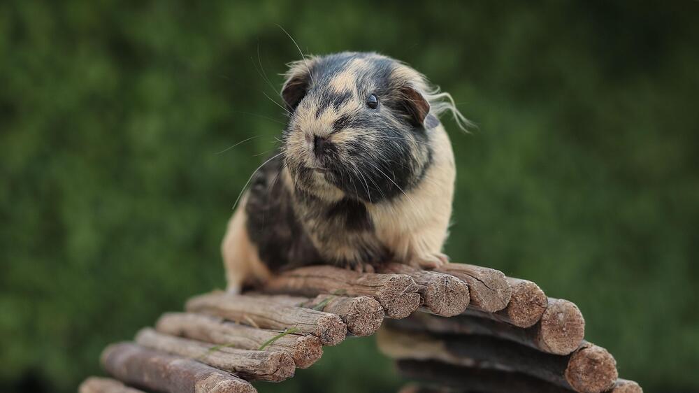 Ein Meerschweinchen auf einer Holzbrücke.