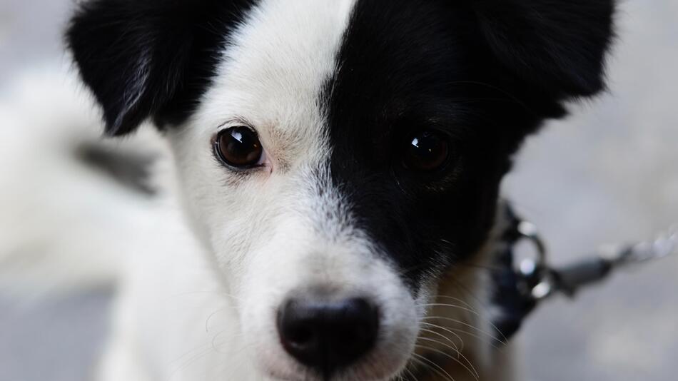 Hund Flecki sucht nach einem Zuhause.