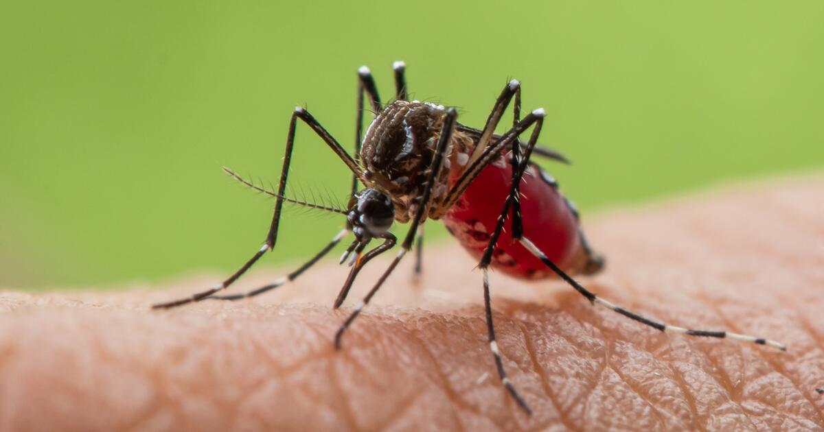 Wie gefährlich ist das DengueFieberVirus? GMX