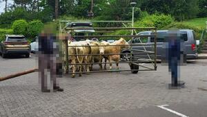 Kühe im Treibwagen, in dem es wieder zurück auf die Weide ging