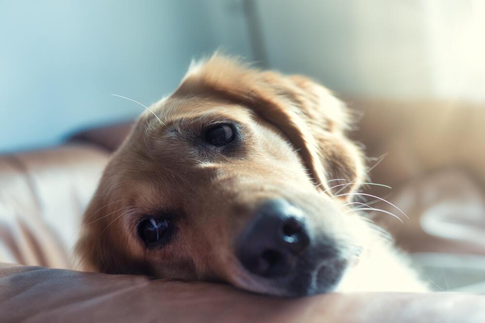 Hunde helfen Menschen sich zu öffnen.