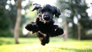 Ein Cockerspaniel springt durch einen Garten