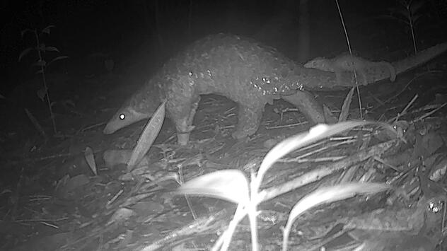 Artenvielfalt im Virachey-Nationalpark