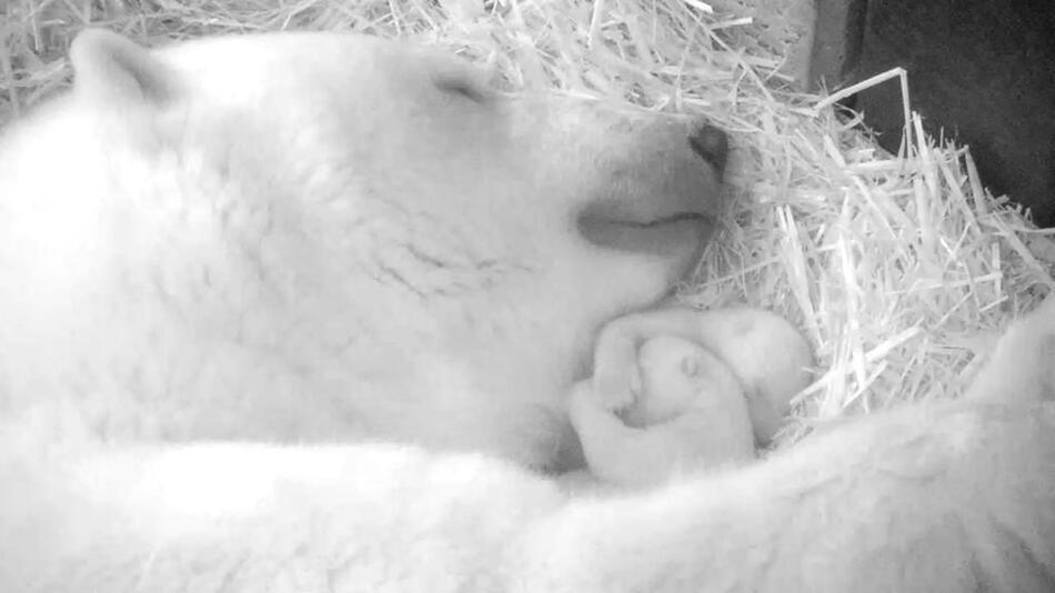 Eisbären-Zwillinge im Zoo Rostock