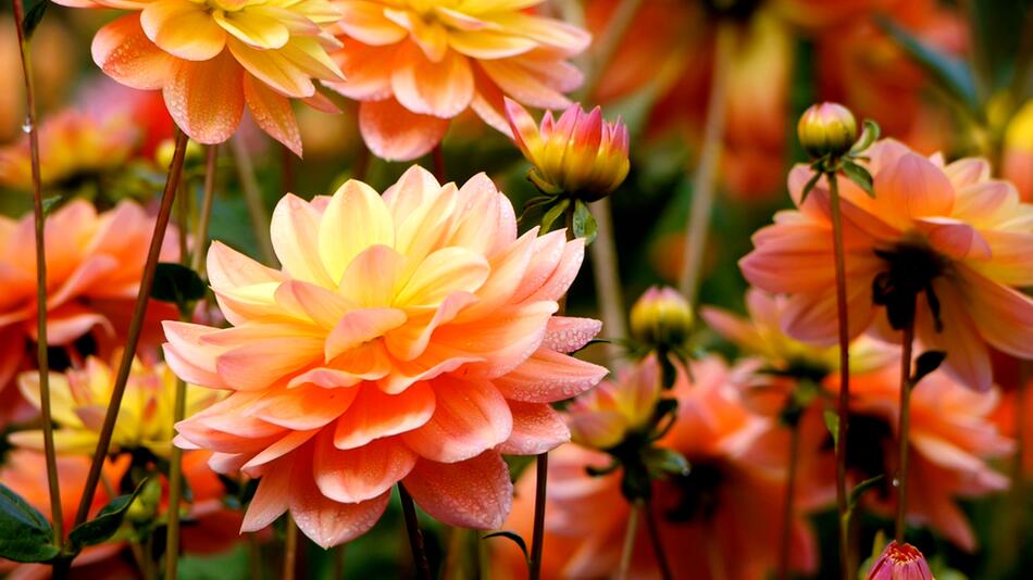 Verblühte Dahlien: Sollte man die Blüten abschneiden?