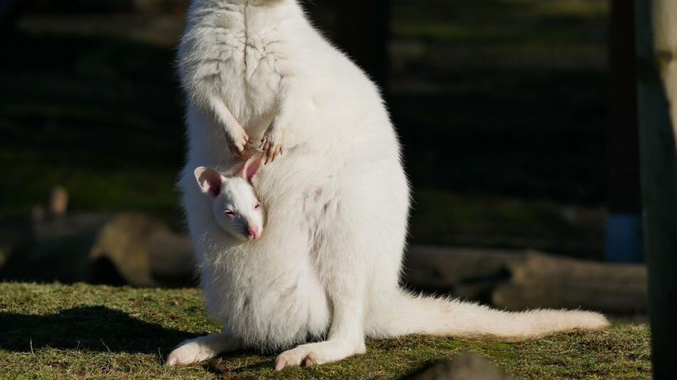 Weißes Känguru im Zoo Hoyerswerda geboren