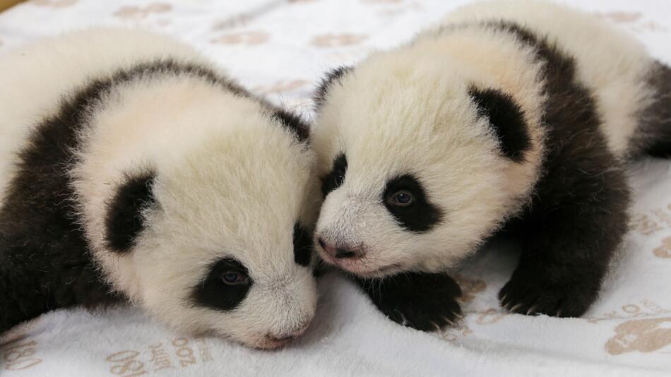 Panda-Zwillinge im Berliner Zoo