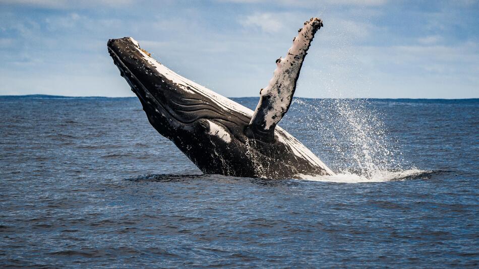 Grauwal springt aus dem Wasser