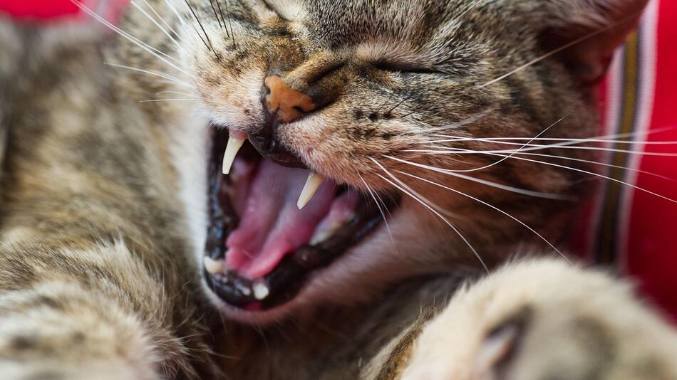 Cat Tooth Pain Often Goes Unnoticed